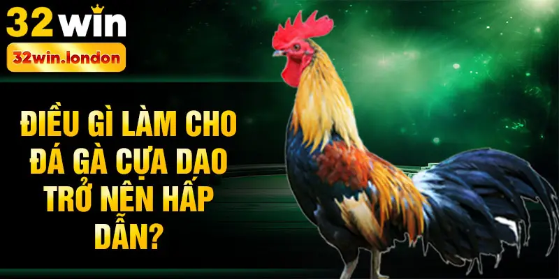 Điều gì làm cho đá gà cựa dao trở nên hấp dẫn?