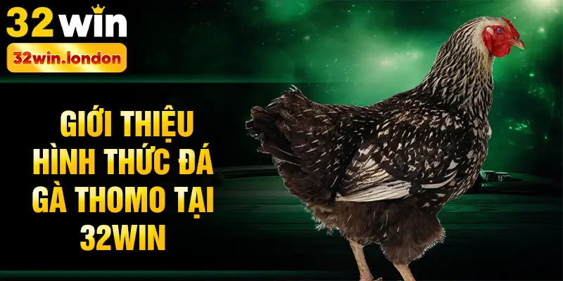 Giới thiệu hình thức đá gà Thomo tại 32win