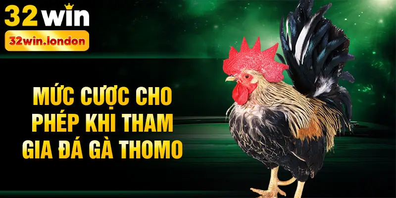 Mức cược cho phép khi tham gia đá gà Thomo